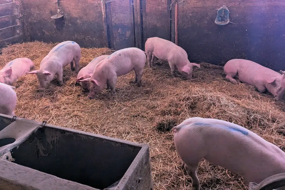 Les cochons — L'Agneau Maraîcher