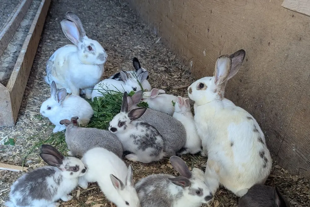 Les lapins — L'Agneau Maraîcher