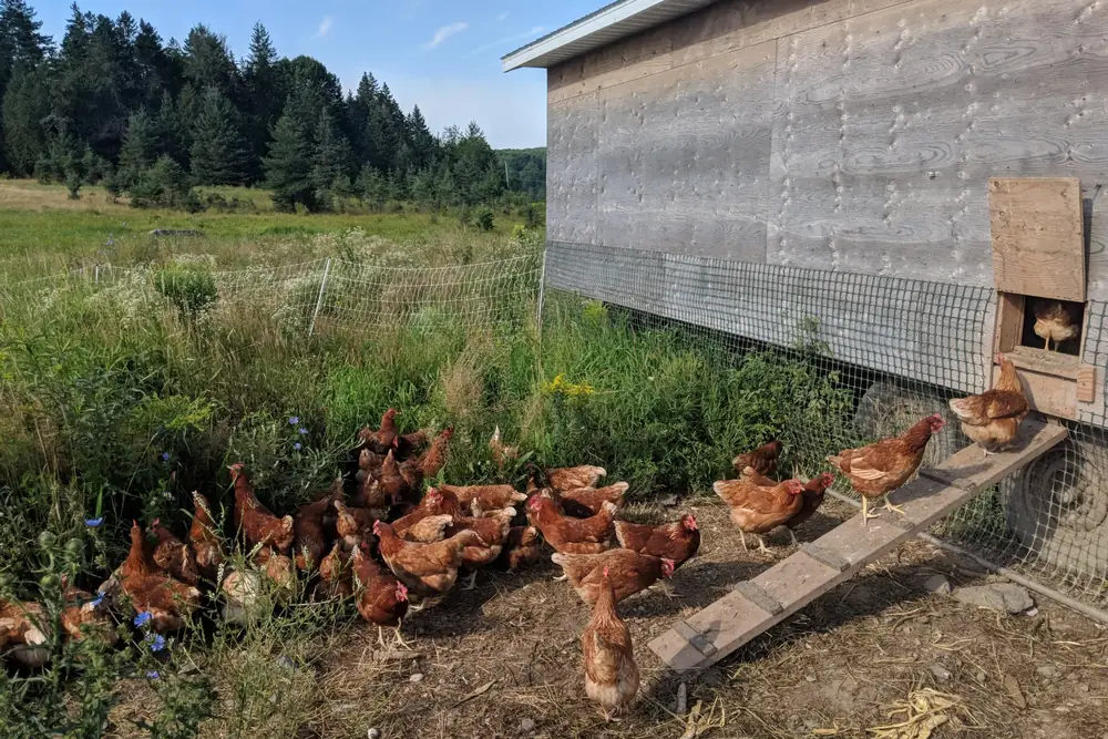 Les poules pondeuses — L'Agneau Maraîcher