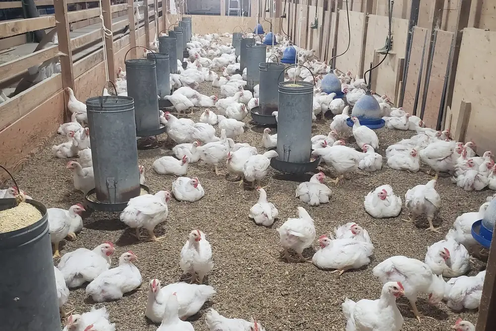 Les poulets — L'Agneau Maraîcher