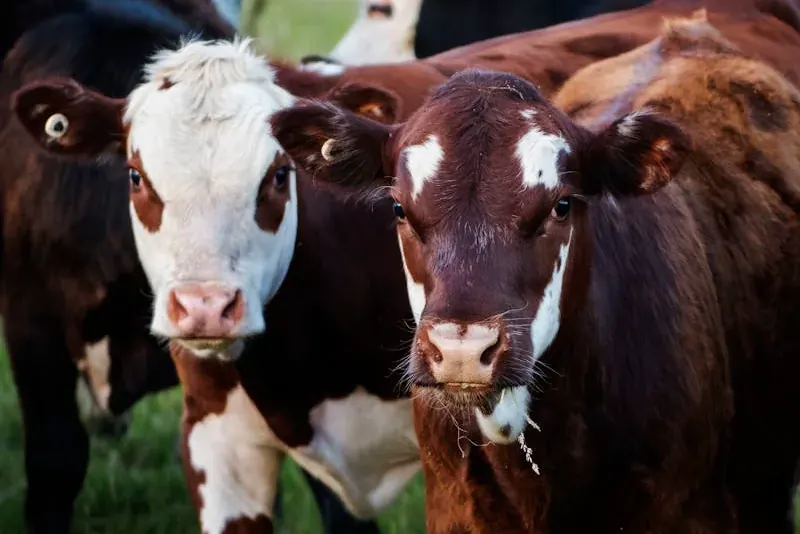 Les vaches — L'Agneau Maraîcher