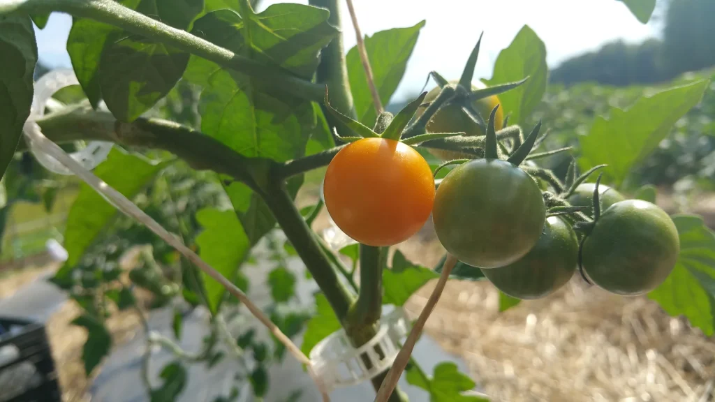 Culture tomates cerises jardin