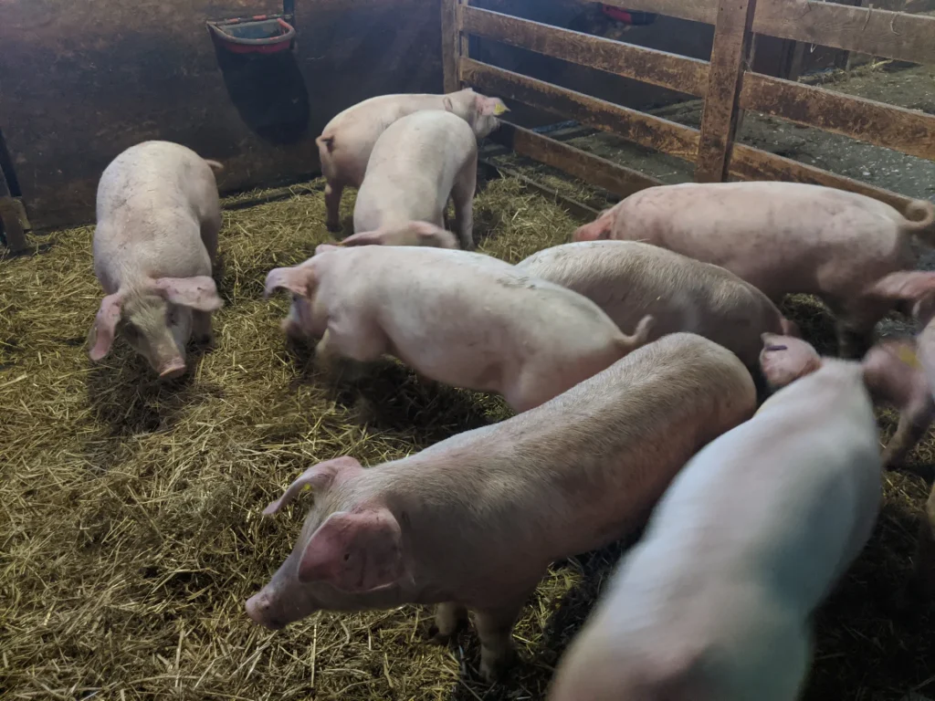 Elevage porc grange paille