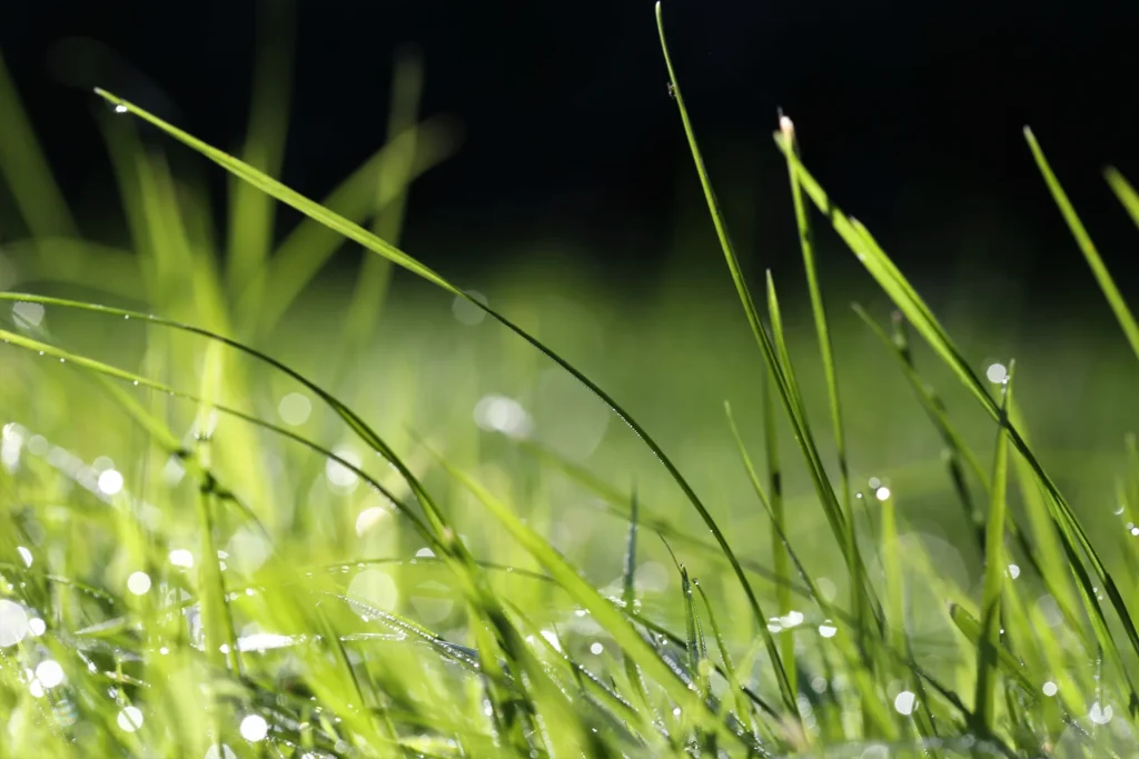 Paturage herbe rosee