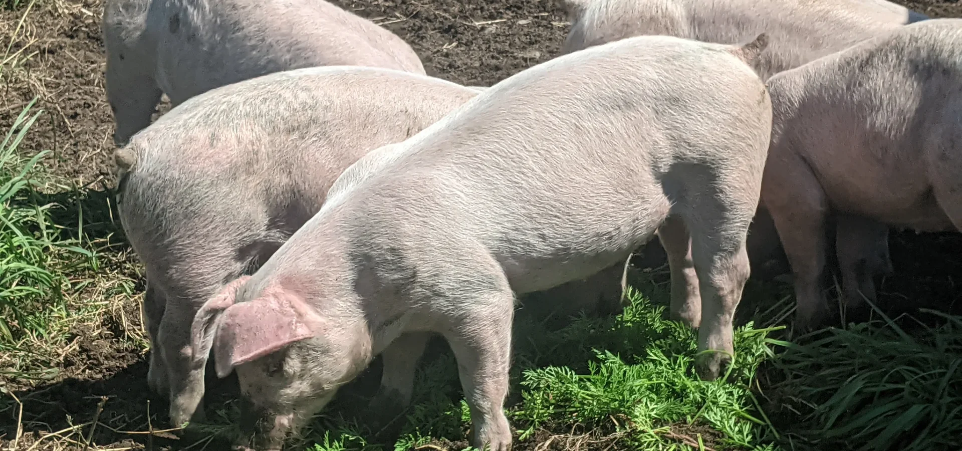 Porc fermier plein air champ
