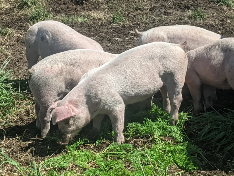 Porc fermier plein air champ