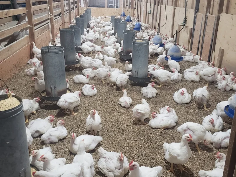 Poulets grain batiment