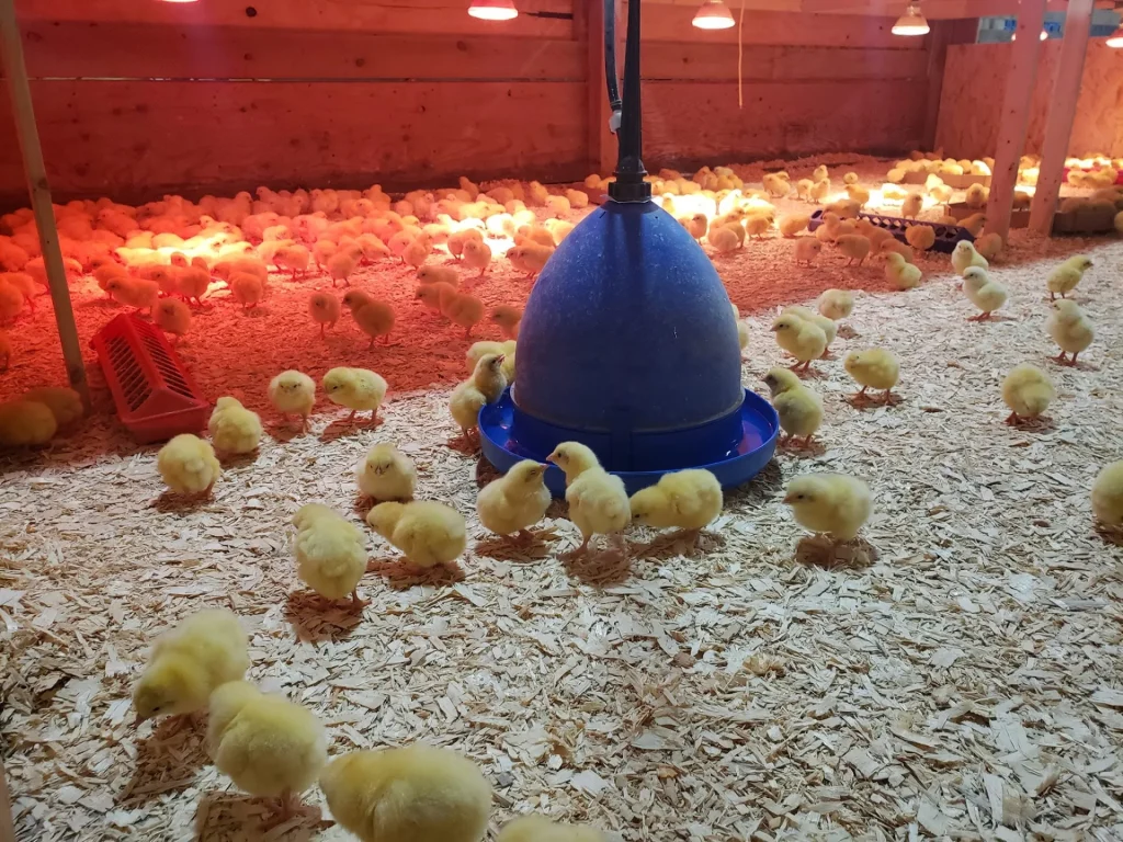 Poussins couvoir mangeoire